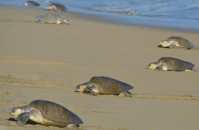 Día mundial de las tortugas, ¿cuáles habitan en México?