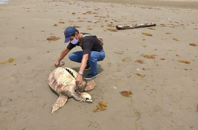 Hallan cadáver de tortuga en playa de Coatzacoalcos
