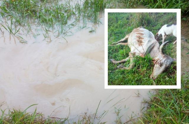 Derrame de petróleo mata a ganado: denuncian a empresa en Uxpanapa