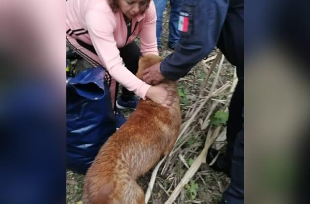 Rescatan a perro atrapado en pozo, en Yanga