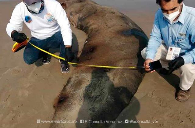 Ejemplar de cachalote es encontrado muerto en playa de Veracruz 