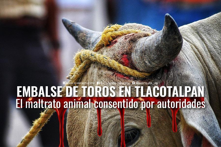 Embalse de toros, maltrato animal consentido en Tlacotalpan