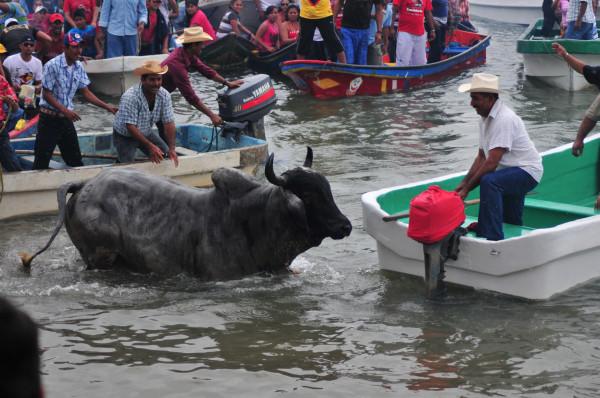Vigilarán defensores de animales embalse de toros en Tlacotalpan