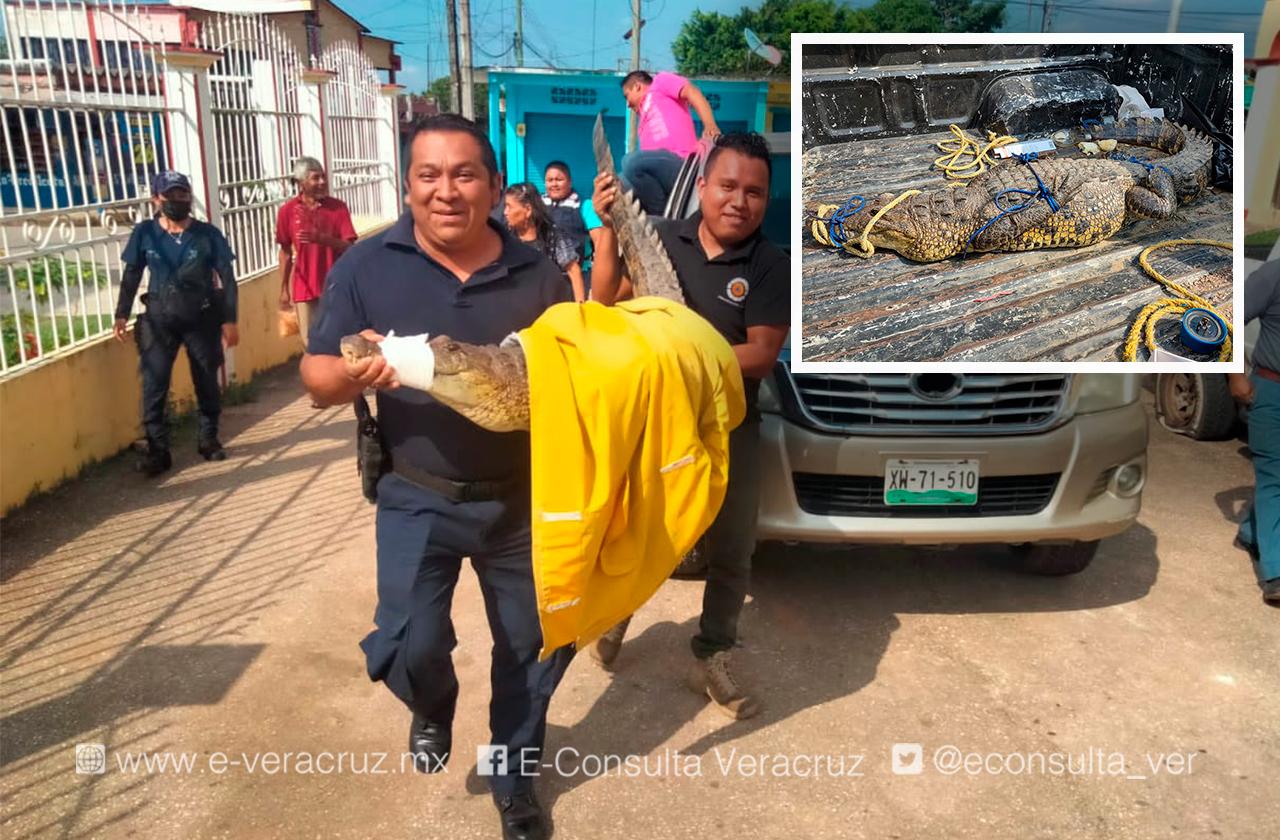 En Oteapan, rescatan cocodrilo de 2 metros de largo