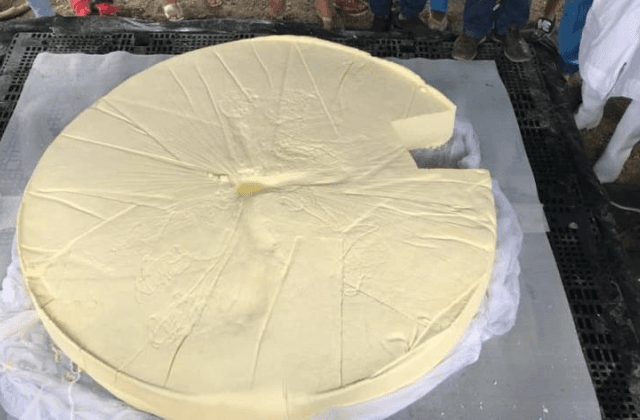En Tlalixcoyan se preparan para hacer el queso más grande de México