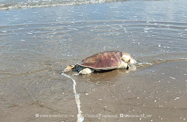 Encuentran tortuga muerta en playa de Coatza