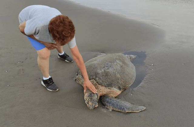 Encuentran tortuga muerta en playa de Coatza; suman 14 en el año