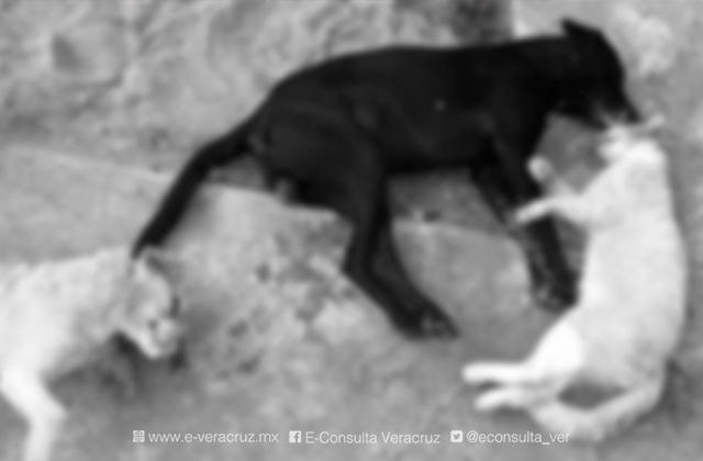 Envenenan a 5 perros y 1 gato en Coatza; 3 de ellos murieron