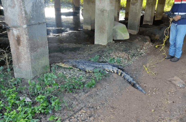 Familia pide auxilio en Minatitlán: cocodrilo se refugiaba debajo del auto