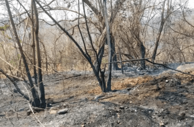 Fuerte incendio de pastizal en la Xalapa-Coatepec; sin paso en Briones