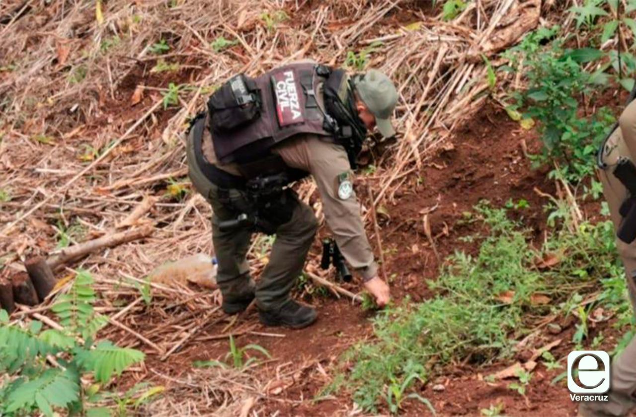 Fuerza Civil destruye plantas de marihuana en Hueyapan
