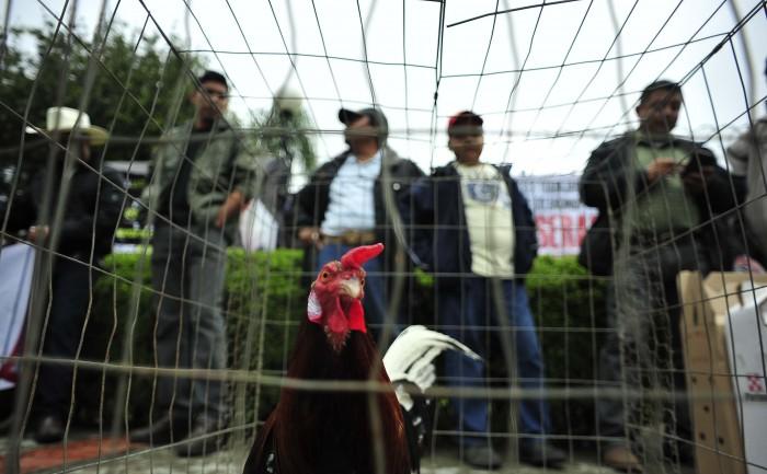 Animalistas denuncian intimidaciones por rechazo a pelas de gallos