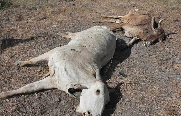 Muerte de ganado por sequía alteraría precios de productos lácteos 