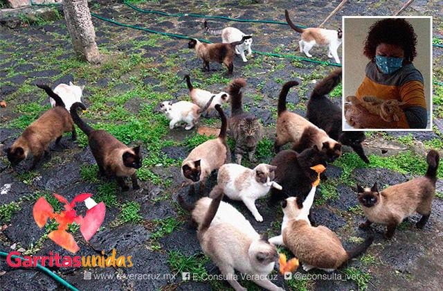 Garritas Unidas Xalapa, al rescate de gatos y perros abandonados