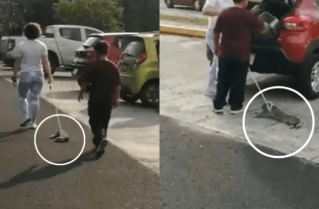 Graban a mujer arrastrando a gato con correa en Parque Natura de Xalapa