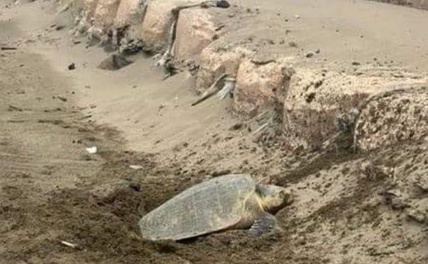 Rescatan 101 huevos de tortuga en la playa de Coatzacoalcos