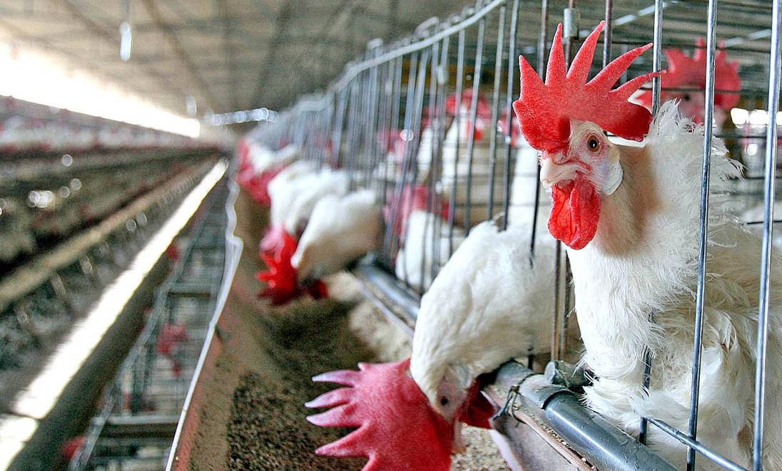 PMA, omisa en construcción irregular de granja avícola 