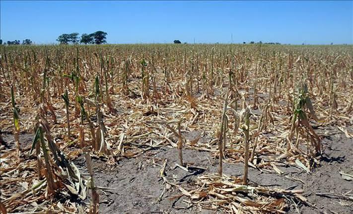 Apoya SEDARPA a productores afectados por sequía 