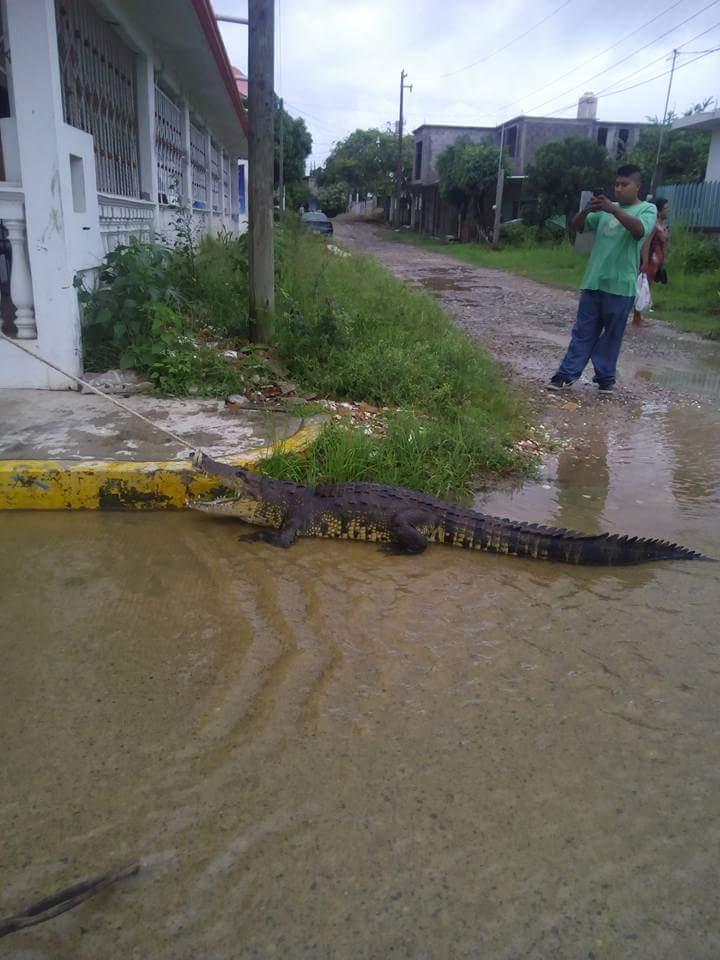 Llueve y sale cocodrilo a calles del norte de Veracruz