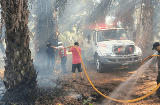 Incendio consume pastizales y palmas de aceite en Acayucan