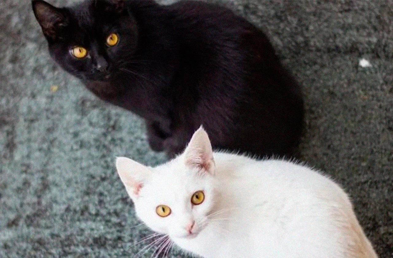 Ya es octubre, no más gatitos negros o blancos en adopción