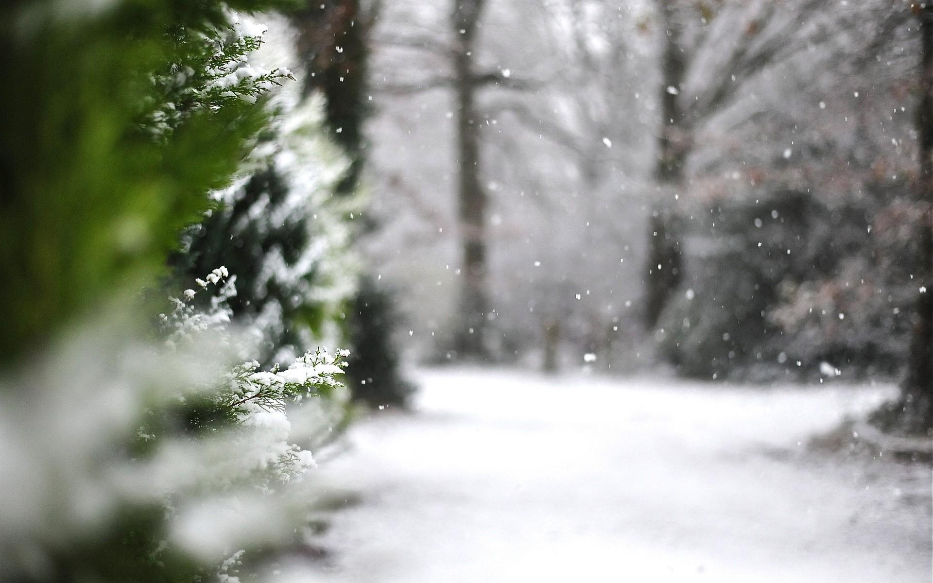 10 datos curiosos que debes saber sobre el invierno