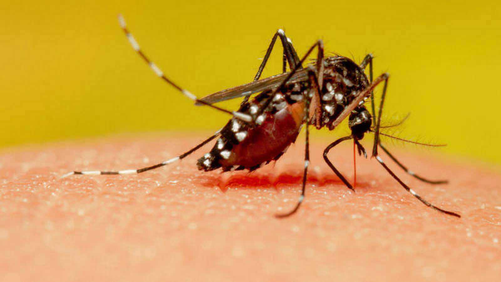 Xalapa presenta 150 casos de dengue 