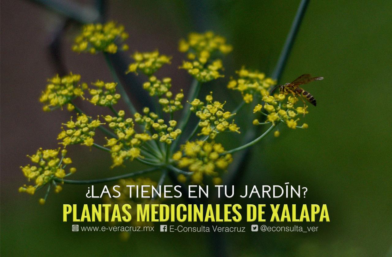 Plantas medicinales, tesoro de Xalapa que quizá no conocías