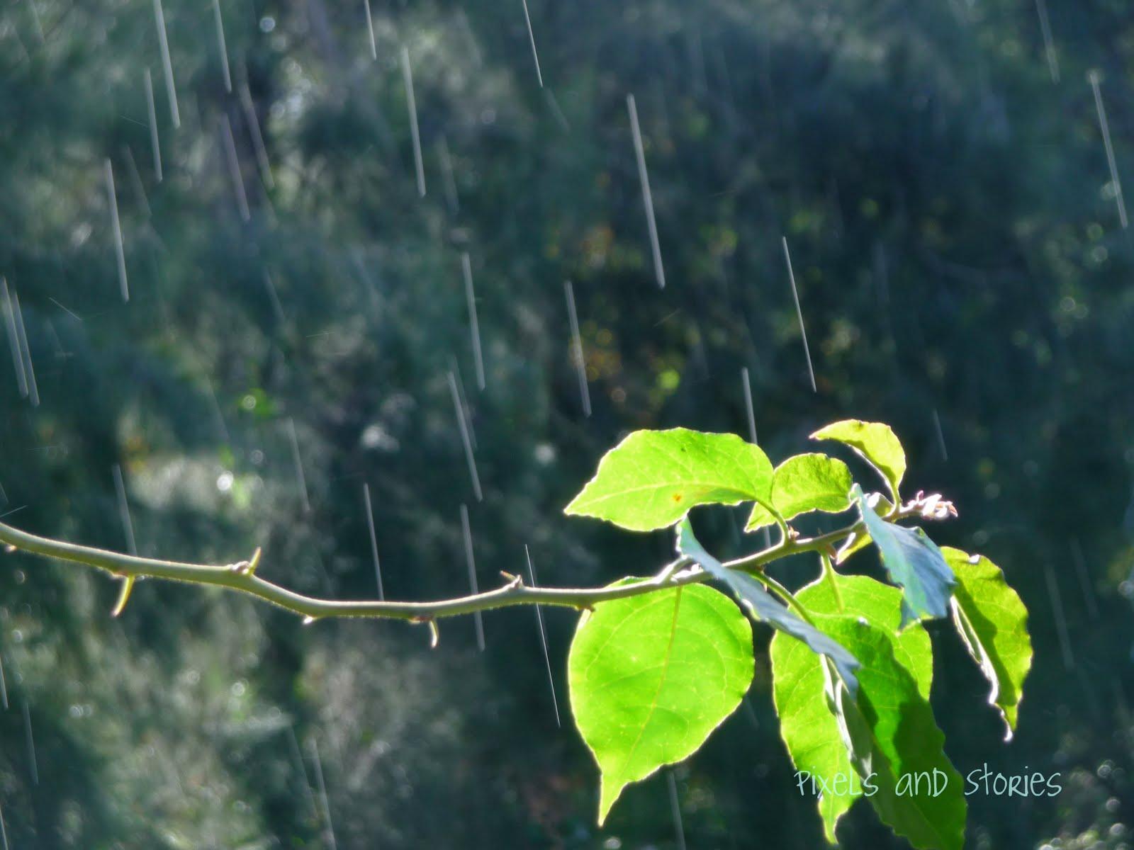 No olvides el paraguas, posibles lloviznas durante la tarde en Veracruz