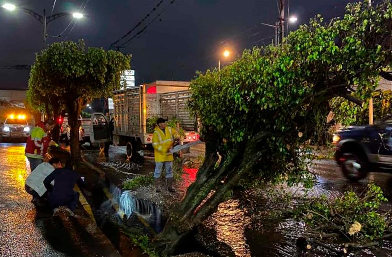 Lluvias en Córdoba provocan afectaciones y árboles caídos 