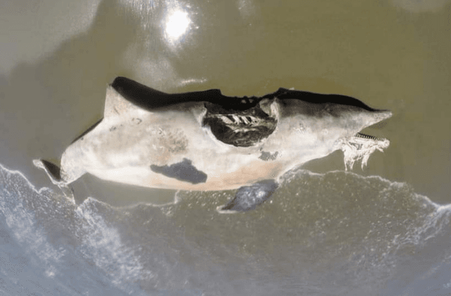 Encuentran delfín muerto con mordida en playas de Coatza