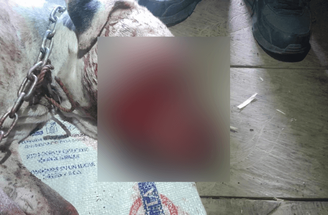 Mujer machetea a perro en Tequila; vecinos narran el ataque
