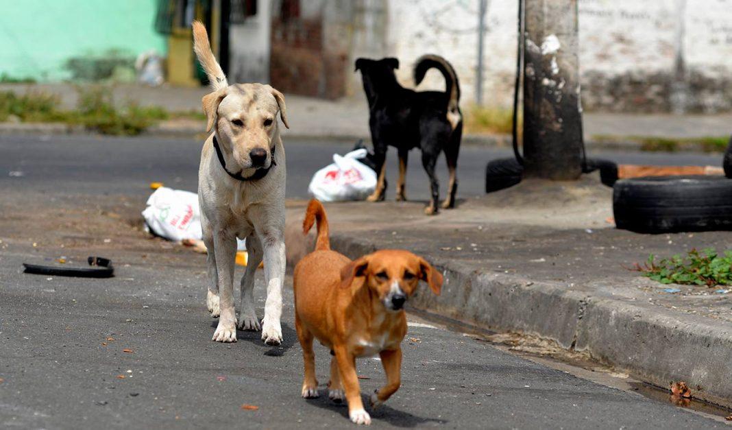 Solo 12 municipios de Veracruz con sanciones por maltrato animal