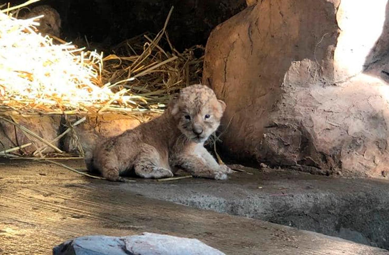Nacen cachorros de león en UMA Citlaltépetl de Orizaba