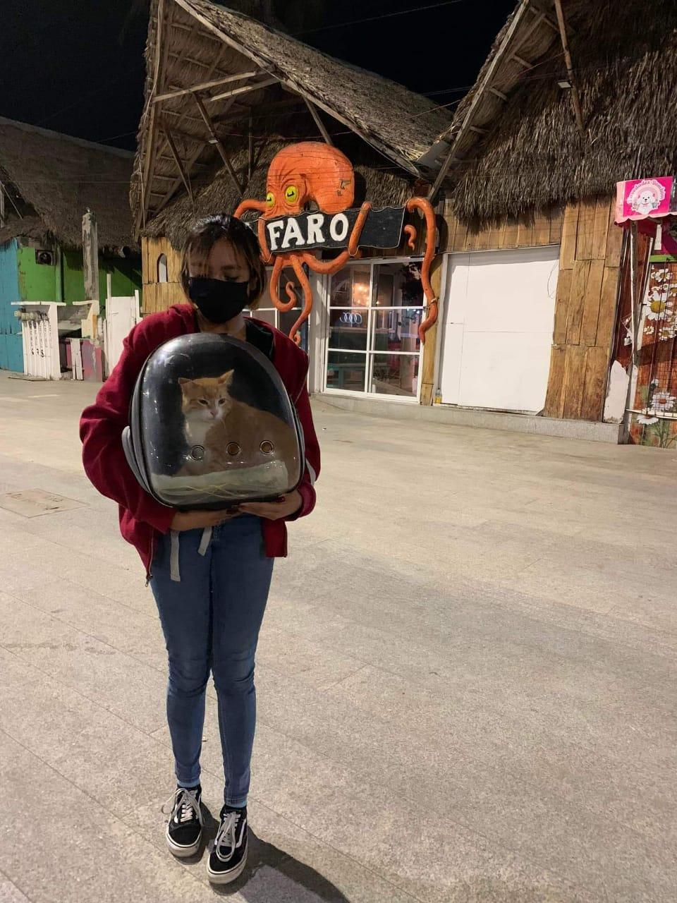 Panchito, gatito perdido en Villa del Mar, ya apareció