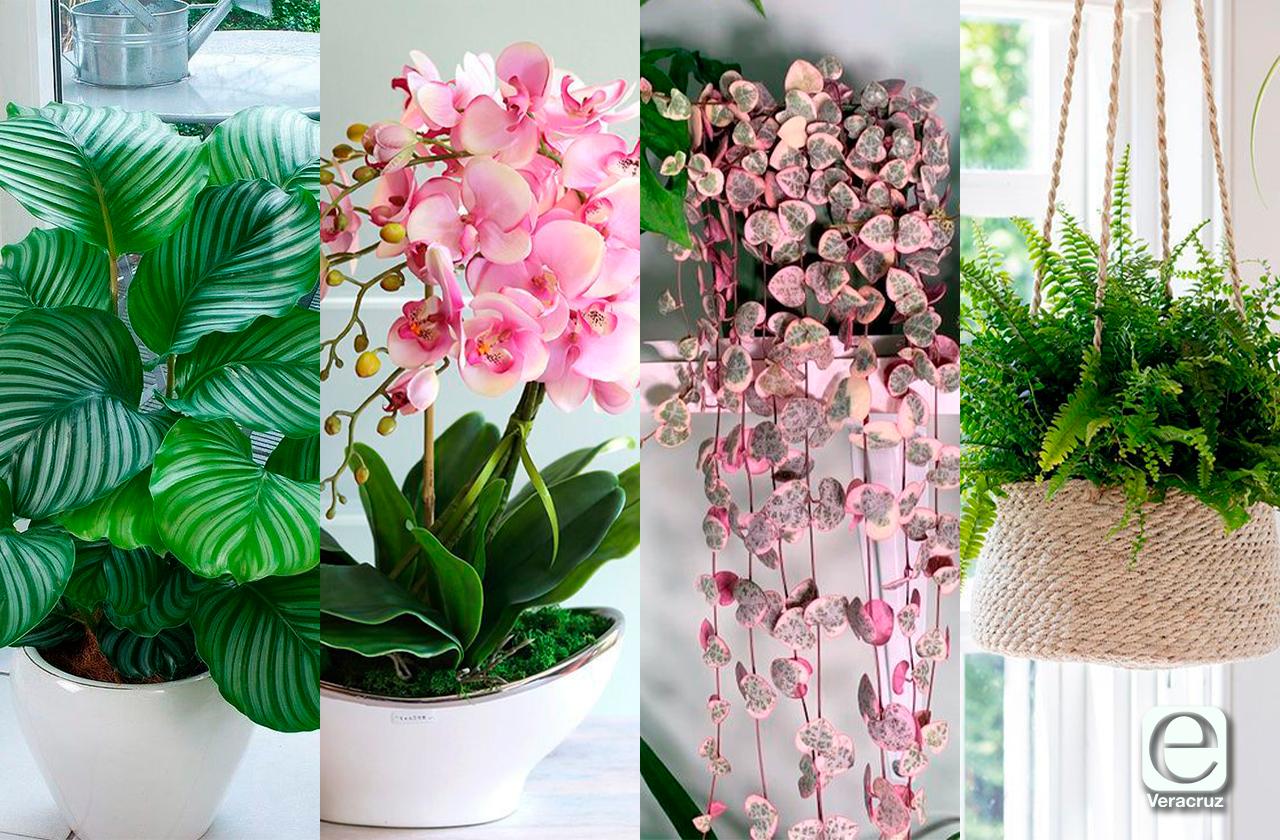 10 plantas petfriendly con las que puedes decorar tu casa 
