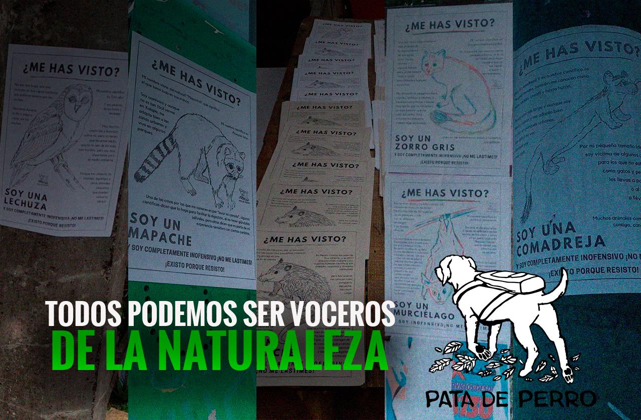 Pata de perro, colectivo de Xalapa que protege animalitos silvestres