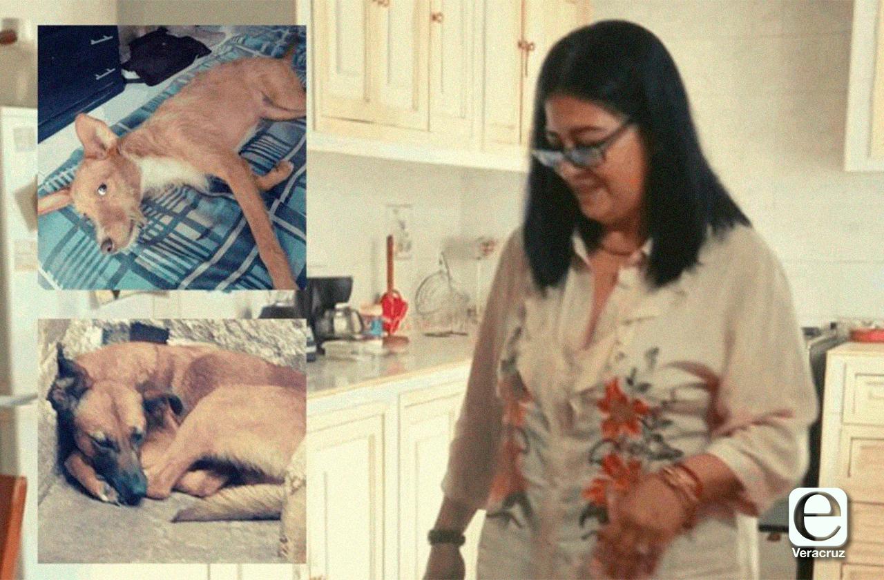 Paty, xalapeña que rescata animales de la calle desde hace 40 años