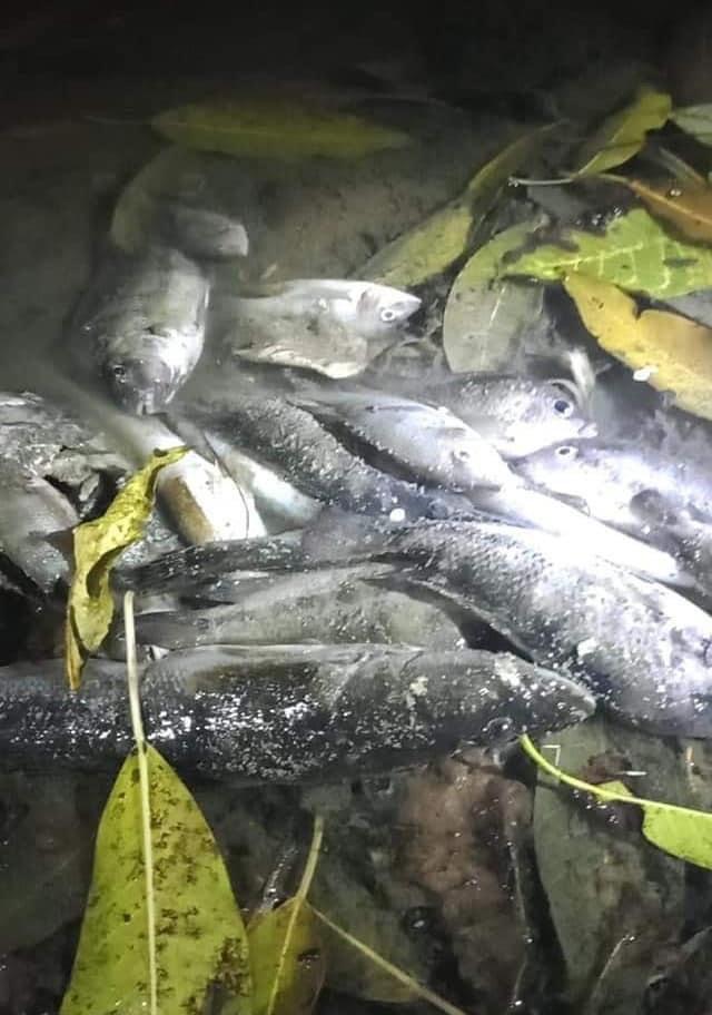 Ecocidio en San Rafael: Citrofrut habría provocado muertes de peces