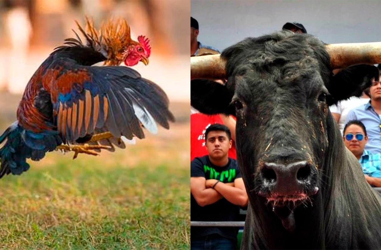 Buscan regresar peleas de gallos y corridas de toros en Veracruz