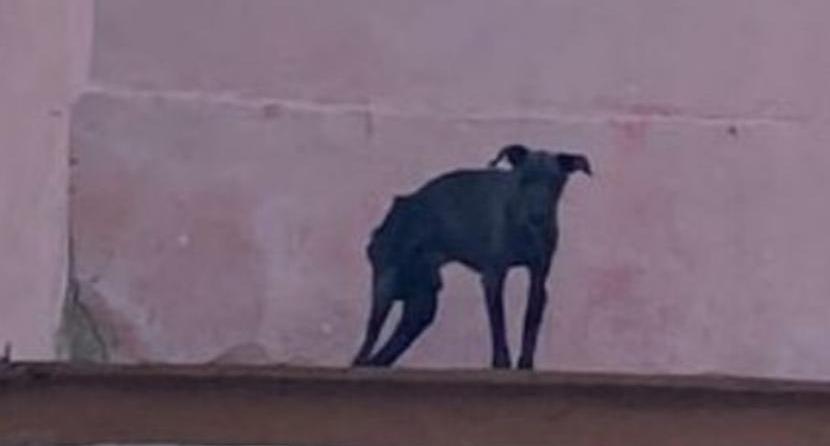 Buscan rescatar a perrito desnutrido captado en azotea en Orizaba