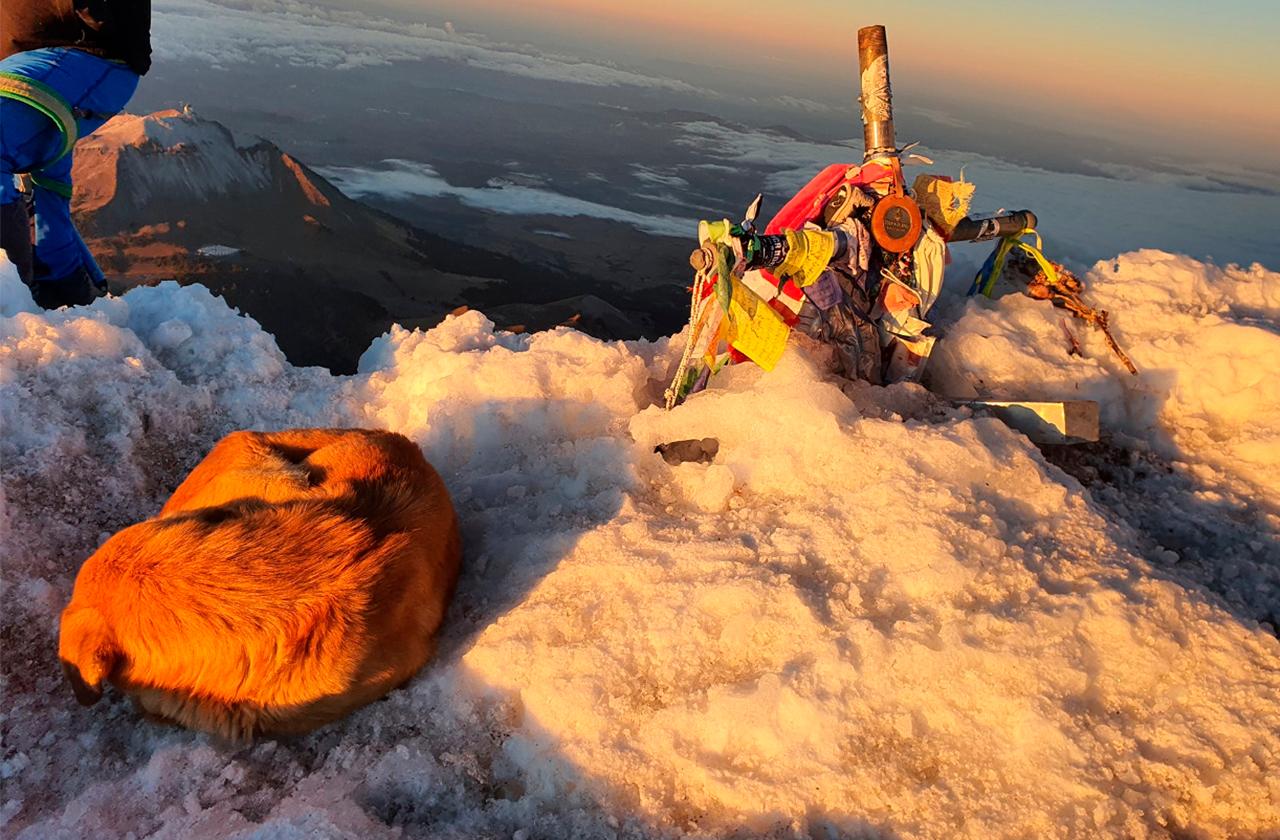 Perrito escala el Pico de Orizaba y sorprende a montañistas