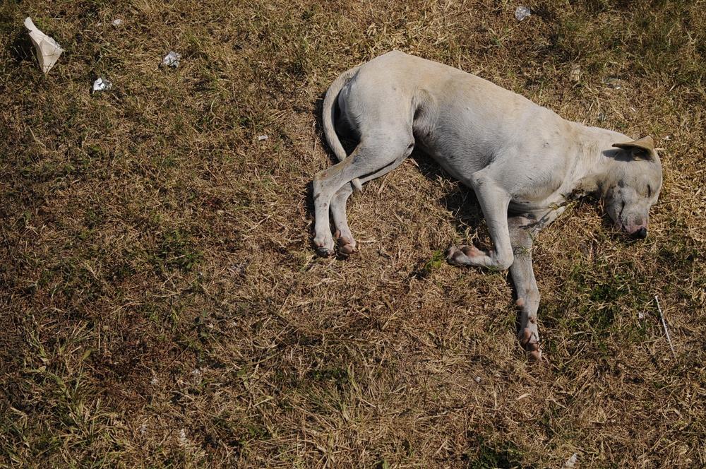 Por Centroamericanos, ordenan matar perros callejeros en Xalapa