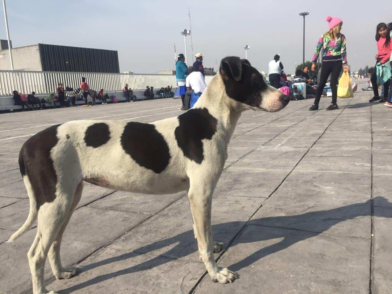 Decenas de perros abandonados durante peregrinaciones a la Basílica