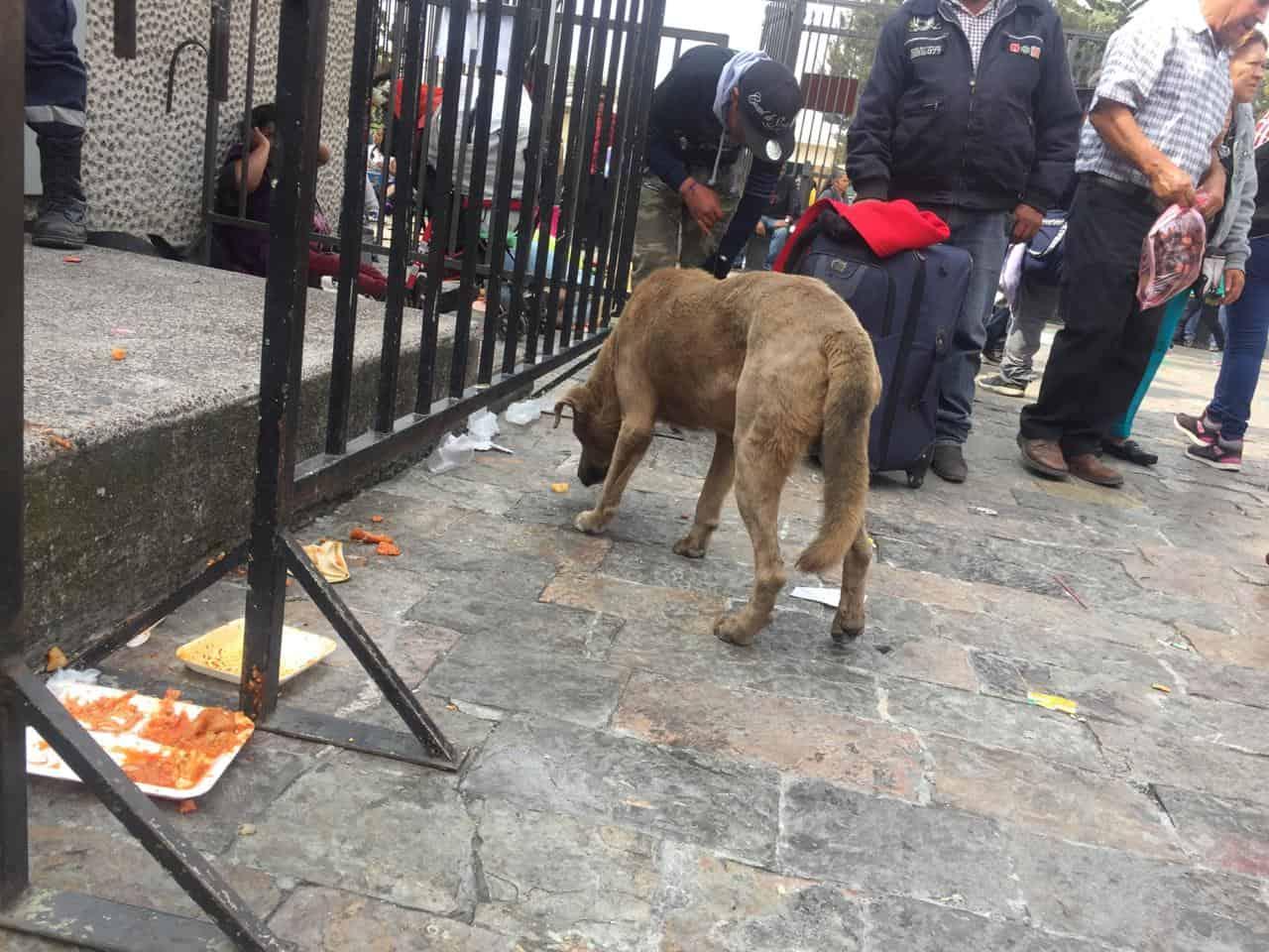 Decenas de perros abandonados durante peregrinaciones a la Basílica