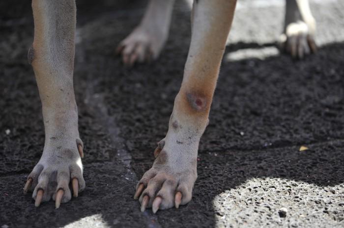 Envenenamiento masivo de perros y zopilotes en Huatusco