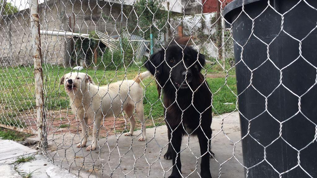 Denuncian animalistas redadas y desaparición de perros en Perote