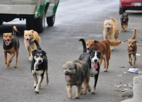 México es la nación con más perros callejeros en América Latina