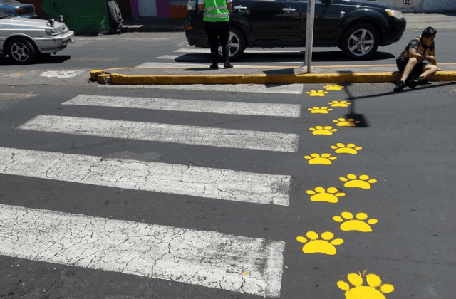 Pintan 'huellas peatonales' para mascotas en calles de Nogales 