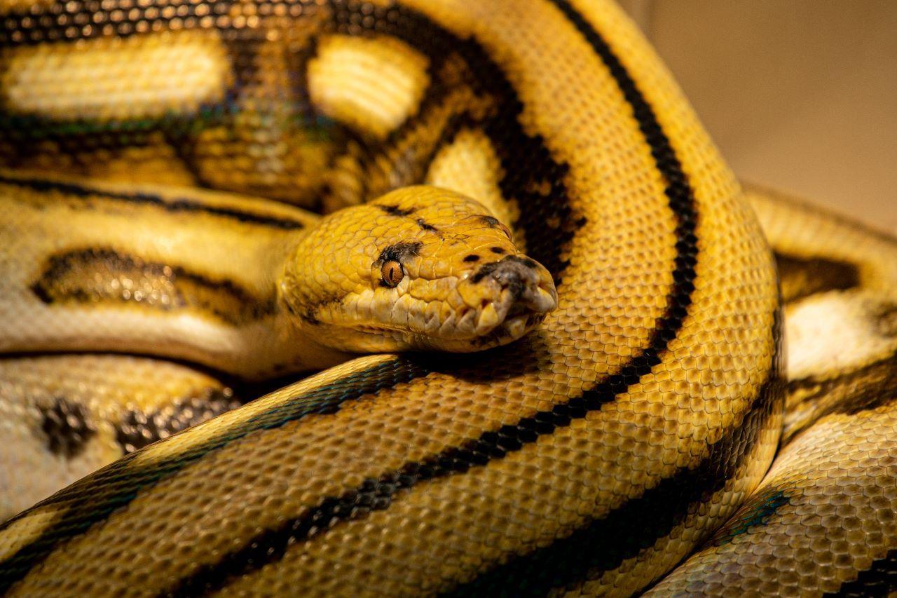 Llega al Aquarium de Veracruz una de las serpientes más grandes del mundo